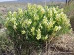 : - Astragalus grayi