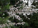 : - Tamarix canariensis