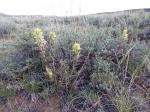 : - Castilleja angustifolia