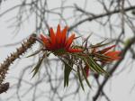 :-Erythrina stricta