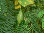 Flügelgurke - Luffa acutangula