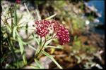 Sumpf-Seidenpflanze-Asclepias incarnata