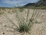 : - Elymus spicatus