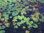 Schwimmende Dotterblume - Caltha natans