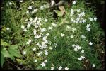 : - Campanula aparinoides