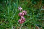 : - Corallorhiza striata