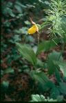 : - Cypripedium parviflorum