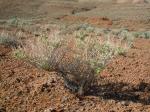 : - Atriplex confertifolia