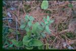 : - Geocaulon lividum