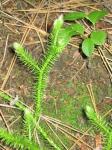 Keulen-Bärlapp - Lycopodium clavatum
