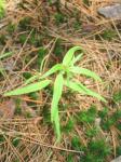 : - Melampyrum lineare