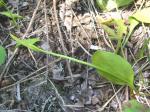 : - Ophioglossum pusillum