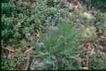 : - Oxytropis viscida