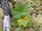 Moltebeere - Rubus chamaemorus
