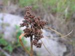 Zypergras-Simse - Scirpus cyperinus