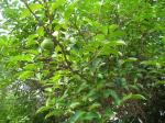 Mangroven-Annone - Annona glabra