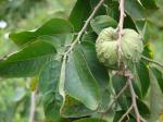 Cherimoya - Annona cherimola
