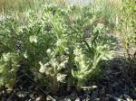 : - Cryptantha scoparia