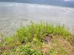 : - Batis maritima