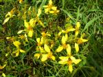 : - Bidens menziesii