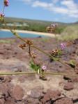 : - Boerhavia herbstii