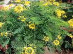: - Caesalpinia pulcherrima f. flava