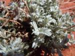 : - Artemisia bigelovii