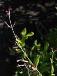 : - Alternanthera porrigens