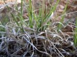 :-Bouteloua gracilis