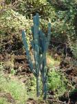 : - Cereus uruguayanus