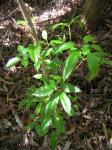 : - Cheirodendron trigynum