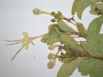 : - Clerodendrum aculeatum