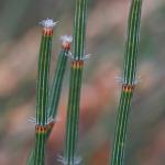 : - Allocasuarina crassa