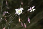 : - Arthropodium milleflorum