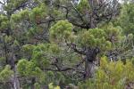 : - Athrotaxis cupressoides.