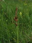 Zweizeilige Segge - Carex disticha