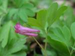 Hain-Lerchensporn - Corydalis intermedia