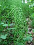 Wiesen-Schachtelhalm - Equisetum pratense
