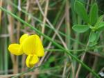 Salz-Hornklee - Lotus tenuis