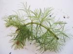 Quirliges Tausendblatt - Myriophyllum verticillatum