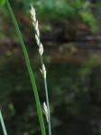 : - Carex boenninghausiana