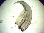 Firnisglänzendes Sichelmoos - Hamatocaulis vernicosus