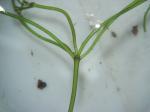 Stern-Armleuchteralge - Nitellopsis obtusa
