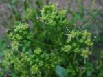 Gemeine Petersilie - Petroselinum crispum