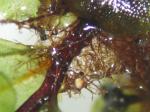 Großblättriges Wurzelsternmoos - Rhizomnium magnifolium