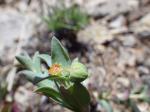 : - Euphorbia brachycera