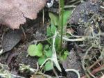 Nacktstängeliger Bauernsenf - Teesdalia nudicaulis