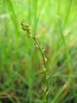 Sumpf-Dreizack - Triglochin palustris