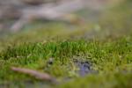 : - Anastrophyllum hellerianum