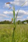 : - Carex paleacea